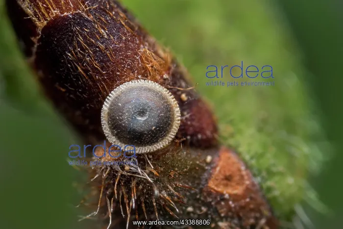 : White-letter Hairstreak (Satyrium w-album) egg o : White-letter Hairstreak (Satyrium w-album) egg o