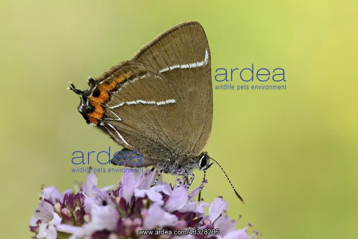 : White-letter Hairstreak (Satyrium w-album) fora : White-letter Hairstreak (Satyrium w-album) fora