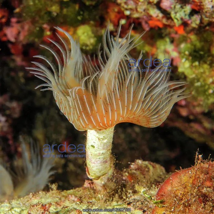 : White lime tube worm with extended tentacle crown : White lime tube worm with extended tentacle crown