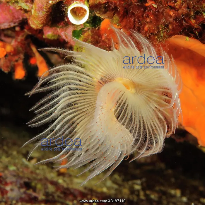 : White lime tube worm with extended tentacle crown : White lime tube worm with extended tentacle crown