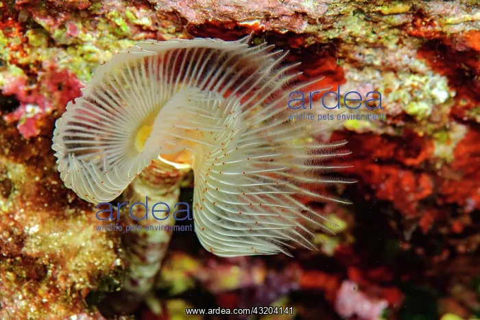 : White lime tube worm, Smooth lime tube worm (Protula : White lime tube worm, Smooth lime tube worm (Protula