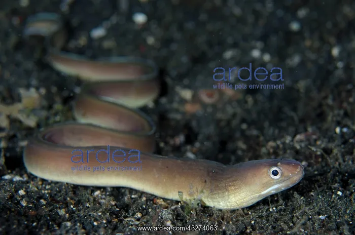 : White-line moray, White-line moray eel, White-line : White-line moray, White-line moray eel, White-line