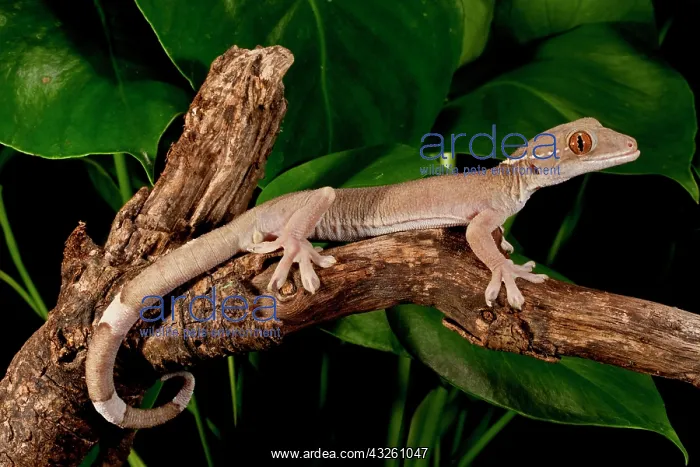 : White Line (Skunk) Gecko, Gekko vittatus : White Line (Skunk) Gecko, Gekko vittatus