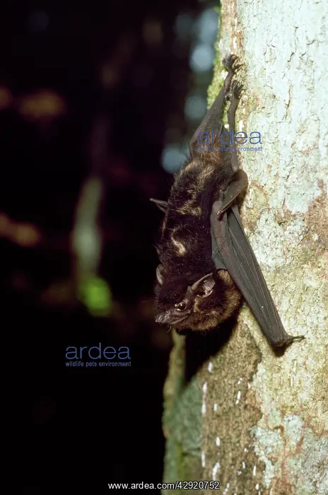 : White-lined Bat : White-lined Bat