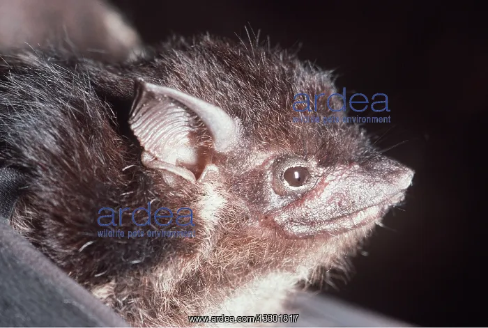 : WHITE LINED BAT : WHITE LINED BAT