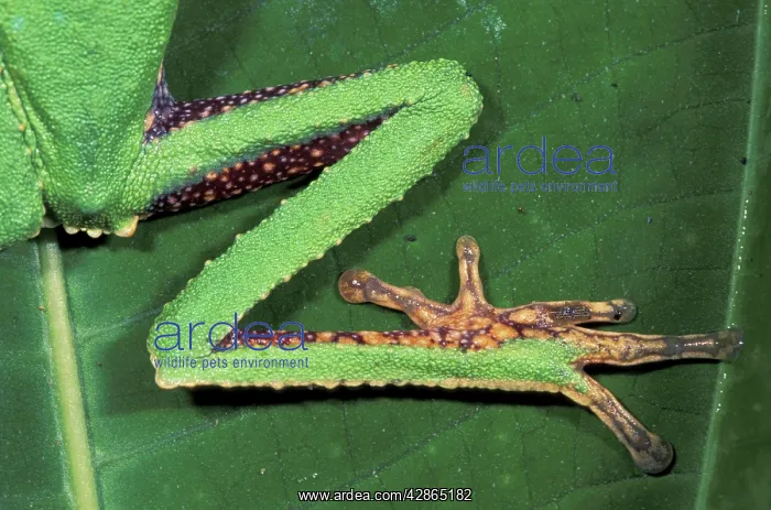 : White-lined Leaf Frog - Hind leg : White-lined Leaf Frog - Hind leg