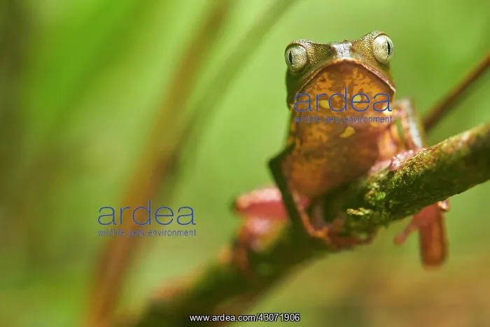 : White-lined leaf frog (Phyllomedusa vaillantii) : White-lined leaf frog (Phyllomedusa vaillantii)