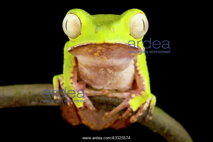 : White-lined leaf frog (Phyllomedusa vaillantii) : White-lined leaf frog (Phyllomedusa vaillantii)