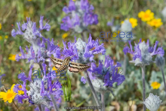 : White-lined Sphinx (Hyles lineata) moth, commonly : White-lined Sphinx (Hyles lineata) moth, commonly