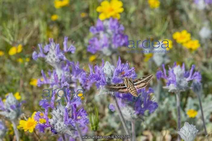 : White-lined Sphinx (Hyles lineata) moth, commonly : White-lined Sphinx (Hyles lineata) moth, commonly