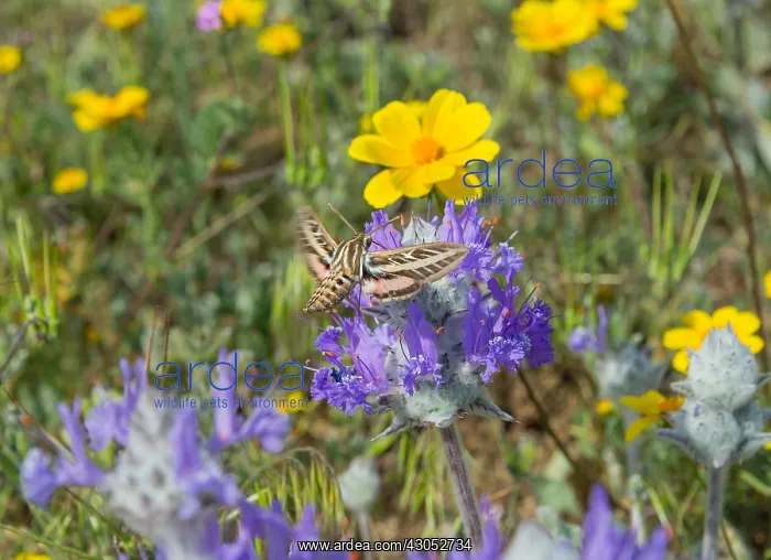 : White-lined Sphinx (Hyles lineata) moth, commonly : White-lined Sphinx (Hyles lineata) moth, commonly