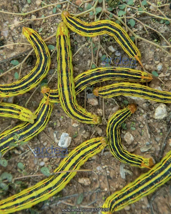 : white-lined sphinx moth caterpillars, Hyles lineata, mass em : white-lined sphinx moth caterpillars, Hyles lineata, mass em
