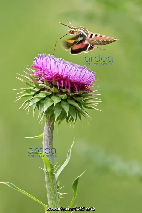 : White-lined Sphinx Moth (Hyles lineata) : White-lined Sphinx Moth (Hyles lineata)