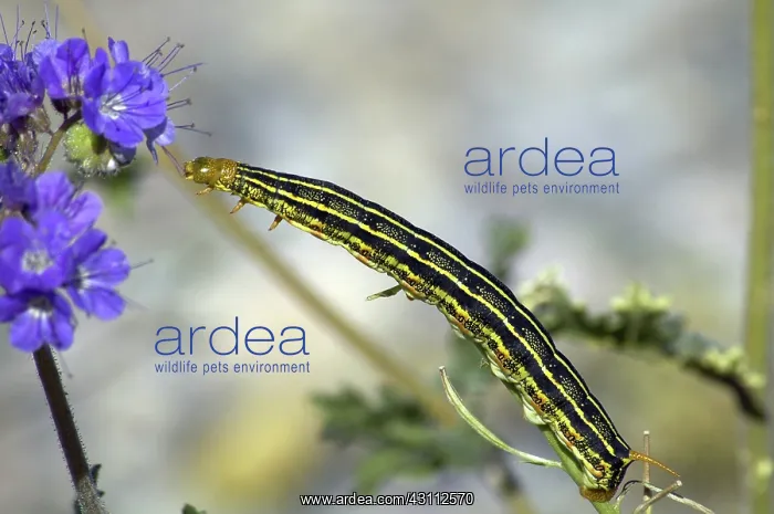 : White-lined Sphinx Moth Larva : White-lined Sphinx Moth Larva