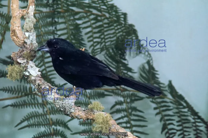 : White-Lined Tanager : White-Lined Tanager