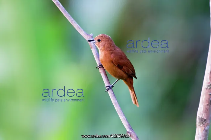: White-lined Tanager - female : White-lined Tanager - female