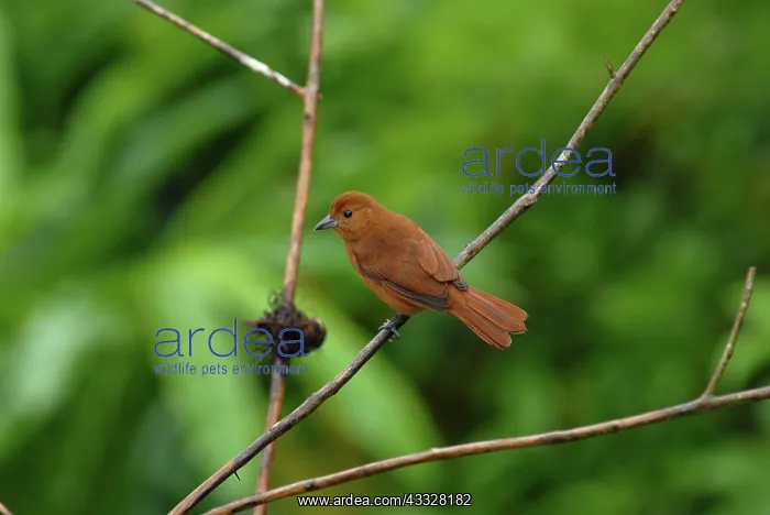 : White-lined Tanager female : White-lined Tanager female