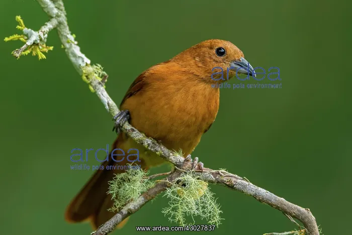 : White-lined Tanager, female, Las Tangaras Bird Reserve : White-lined Tanager, female, Las Tangaras Bird Reserve