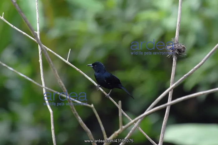 : White-lined Tanager male : White-lined Tanager male