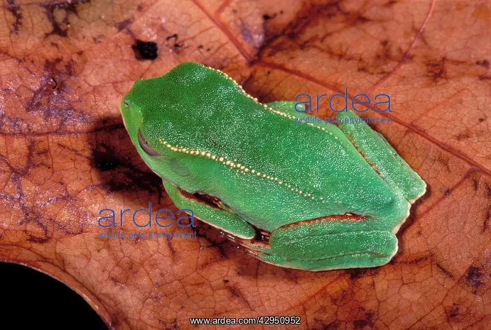 : White-lined Tree Frog : White-lined Tree Frog