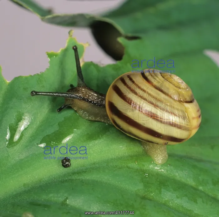 : White-lipped Banded Snail : White-lipped Banded Snail