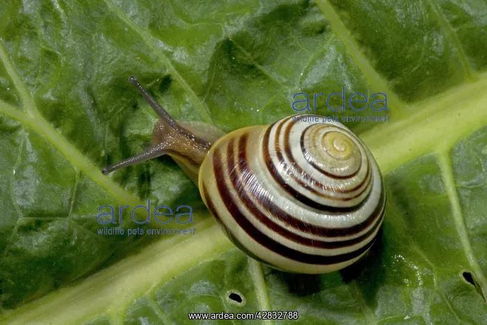 : White-lipped Banded SNAIL / Humbug Snail : White-lipped Banded SNAIL / Humbug Snail