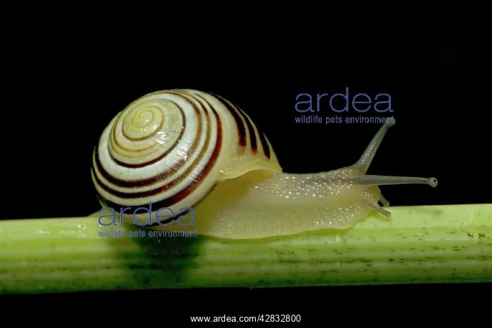 : White-lipped Banded SNAIL / Humbug Snail : White-lipped Banded SNAIL / Humbug Snail