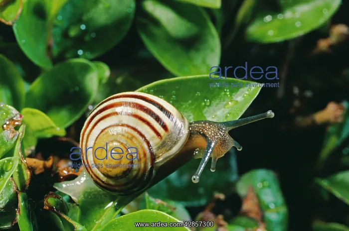 : White-lipped Banded SNAIL / Humbug Snail : White-lipped Banded SNAIL / Humbug Snail
