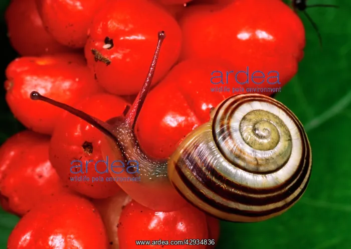 : White-lipped Banded SNAIL / Humbug Snail - on bright : White-lipped Banded SNAIL / Humbug Snail - on bright