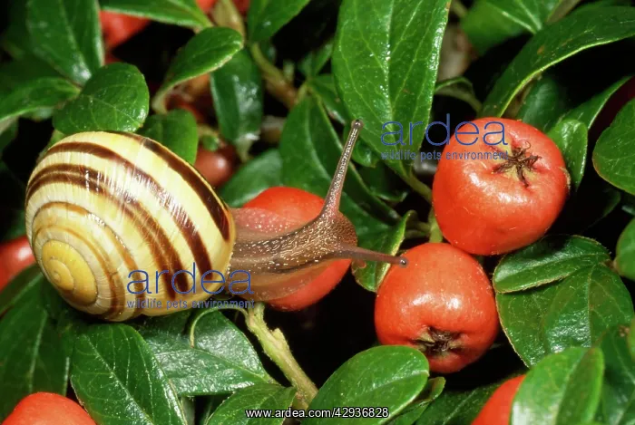 : White-lipped Banded SNAIL / Humbug Snail - on fruit : White-lipped Banded SNAIL / Humbug Snail - on fruit