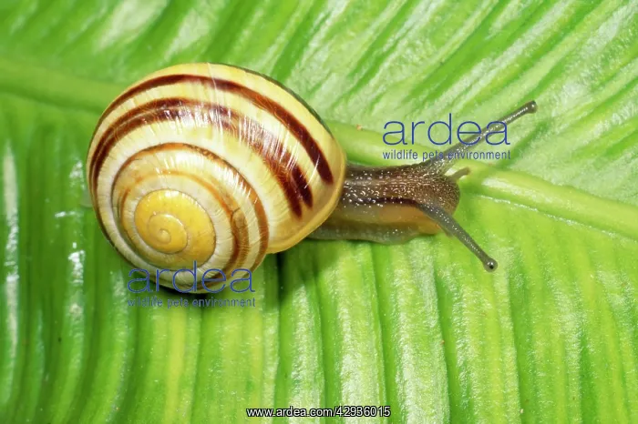 : White-lipped Banded SNAIL / Humbug Snail - on green leaf : White-lipped Banded SNAIL / Humbug Snail - on green leaf