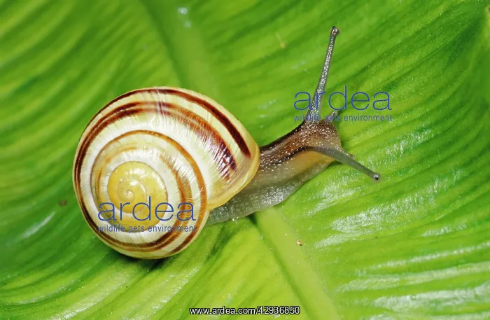 : White-lipped Banded SNAIL / Humbug Snail - on green leaf : White-lipped Banded SNAIL / Humbug Snail - on green leaf