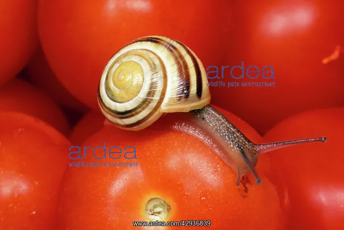 : White-lipped Banded SNAIL / Humbug Snail - on tomatoes : White-lipped Banded SNAIL / Humbug Snail - on tomatoes