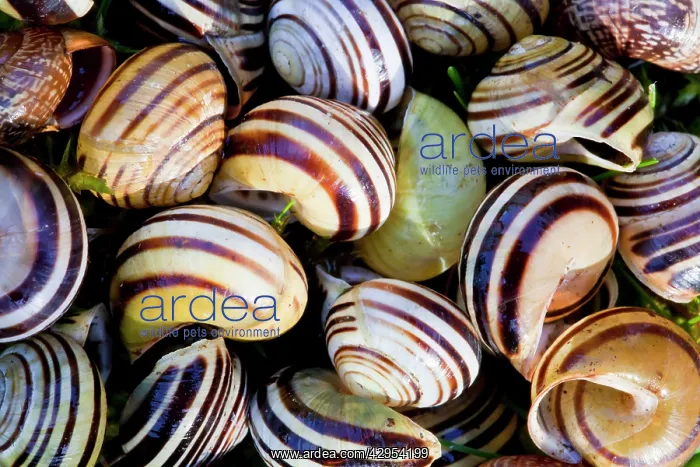 : White-lipped Banded Snail - pile of empty shells : White-lipped Banded Snail - pile of empty shells