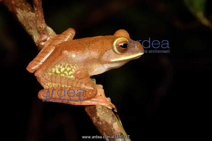 : White-lipped Bright-eyed Frog (Boophis albilabris : White-lipped Bright-eyed Frog (Boophis albilabris