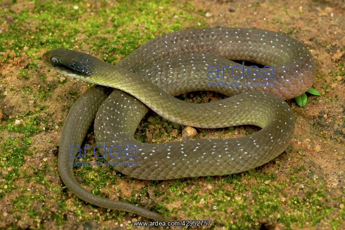 : White Lipped Cat Snake - female : White Lipped Cat Snake - female