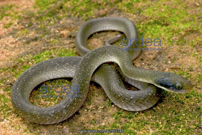 : White Lipped Cat Snake - male : White Lipped Cat Snake - male