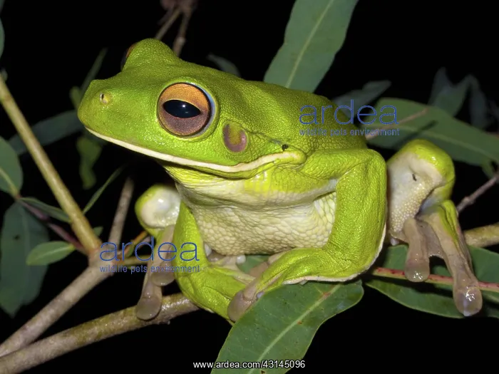 : White-lipped Green Tree Frog : White-lipped Green Tree Frog