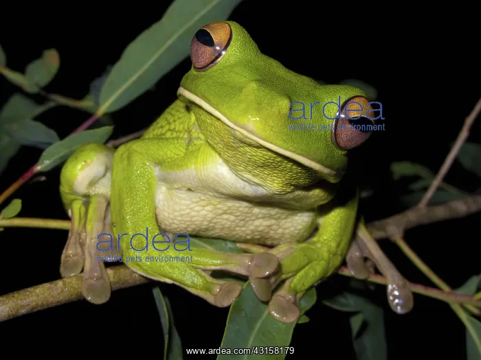 : White-lipped Green Tree Frog : White-lipped Green Tree Frog