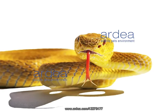 : White-lipped Island Pit Viper (Trimeresurus insularis) : White-lipped Island Pit Viper (Trimeresurus insularis)