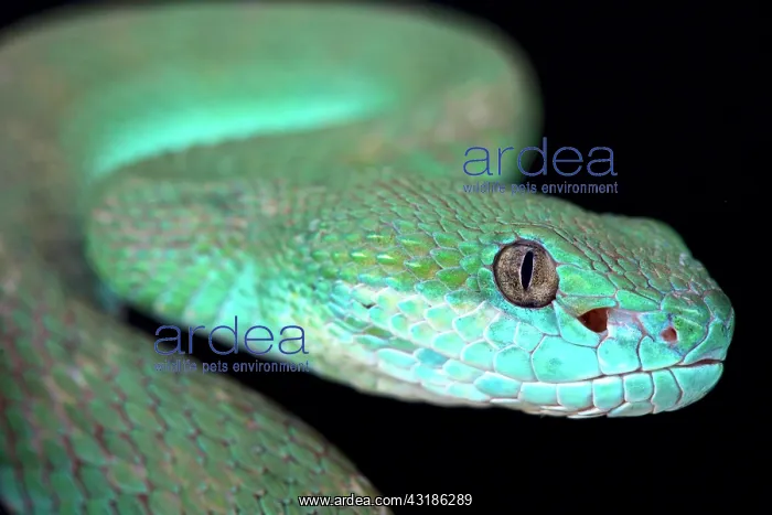 : White-lipped island pitviper (Trimeresurus albolabris : White-lipped island pitviper (Trimeresurus albolabris