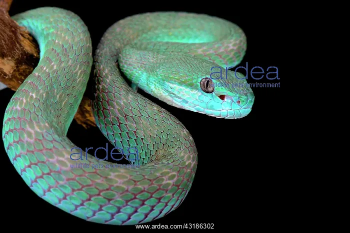: White-lipped island pitviper (Trimeresurus albolabris : White-lipped island pitviper (Trimeresurus albolabris
