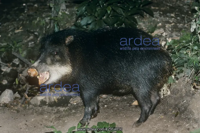 : White-Lipped PECCARY : White-Lipped PECCARY
