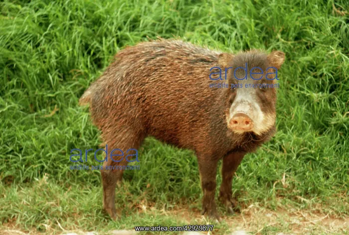 : White-lipped PECCARY : White-lipped PECCARY
