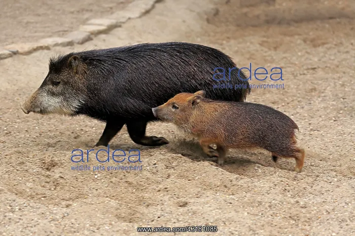  : White-lipped peccary (Tayassu pecari), adult, female