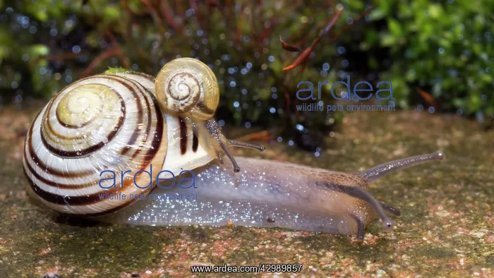 : White-lipped Snail : White-lipped Snail