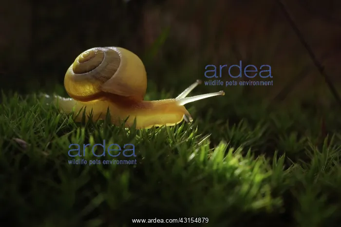 : White-lipped snail : White-lipped snail