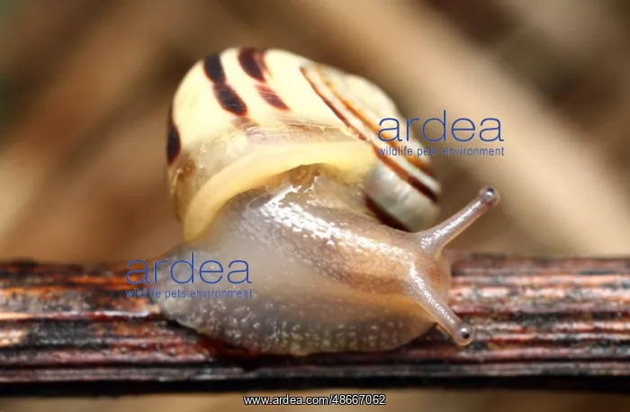 : White-lipped Snail (Cepaea hortensis) : White-lipped Snail (Cepaea hortensis)