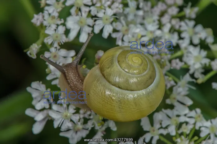 : White-lipped snail, Cepaea hortensis, feeding on : White-lipped snail, Cepaea hortensis, feeding on