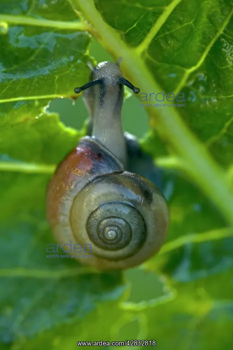  : White-lipped Snail - feeding on horseradish leaves